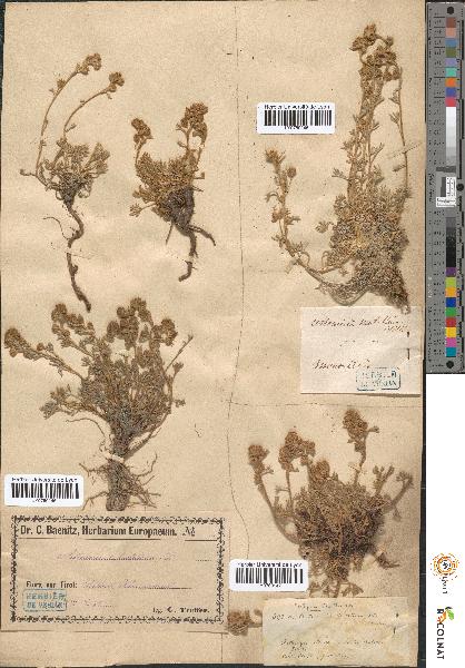 spécimen de Artemisia mutellina