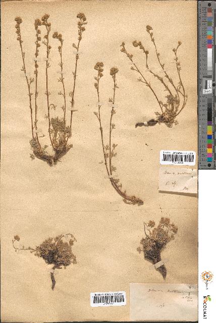 spécimen de Artemisia mutellina