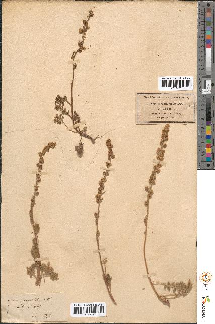 spécimen de Artemisia tanacetifolia