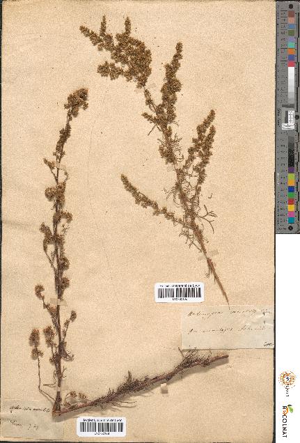 spécimen de Artemisia variabilis