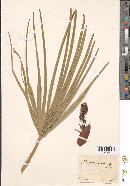 spécimen de Chamaerops sp.