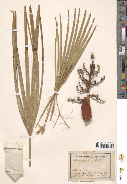 spécimen de Chamaerops sp.
