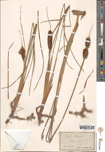 spécimen de Typha sp.
