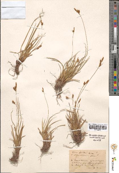 spécimen de Carex sp.