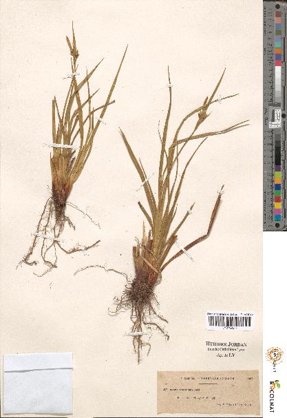 spécimen de Carex sp.