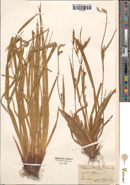 spécimen de Carex sp.