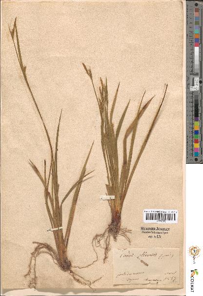 spécimen de Carex sp.