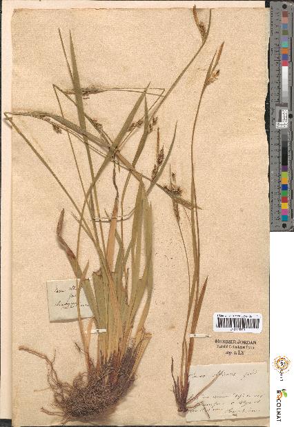spécimen de Carex sp.