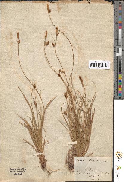 spécimen de Carex sp.