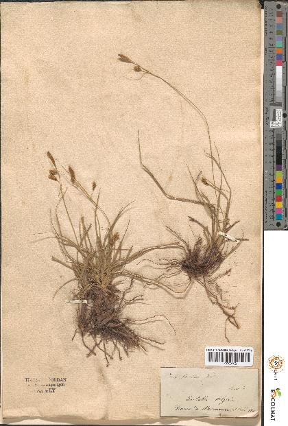 spécimen de Carex sp.