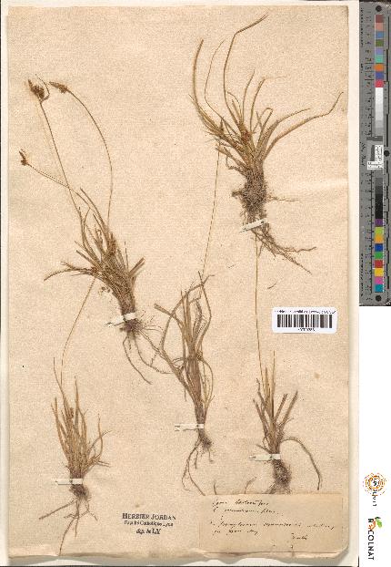 spécimen de Carex sp.