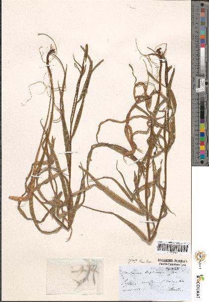 spécimen de Centaurea sp.