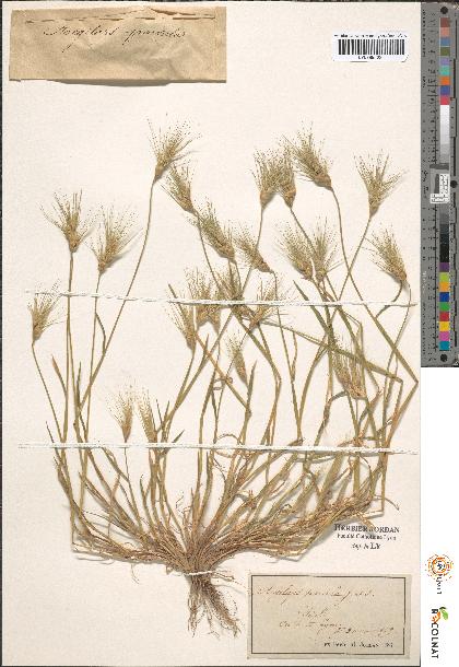 spécimen de Aegilops sp.