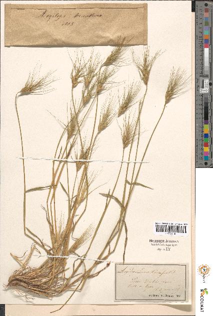 spécimen de Aegilops sp.