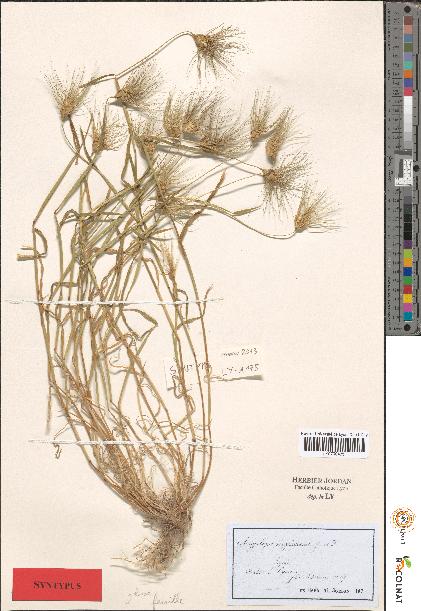 spécimen de Aegilops sp.