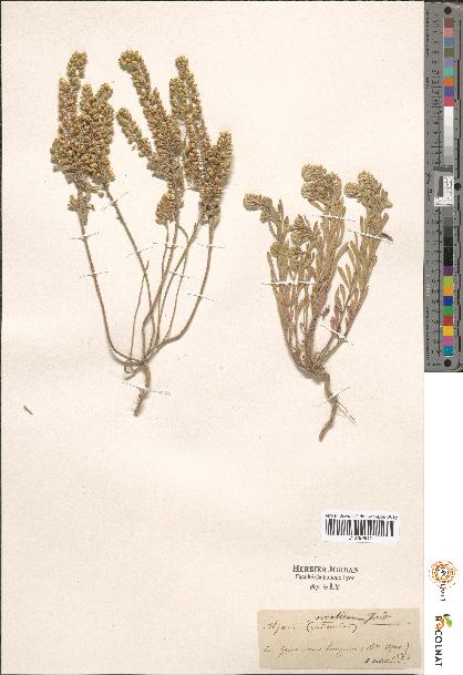 spécimen de Alyssum sp.