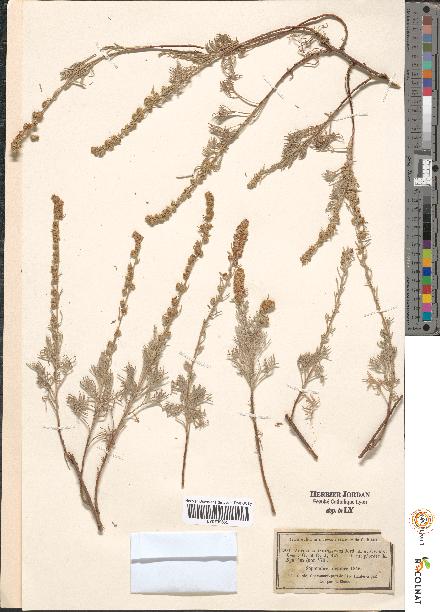 spécimen de Artemisia sp.