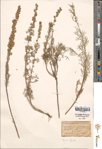 spécimen de Artemisia sp.