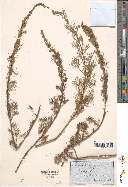 spécimen de Artemisia sp.