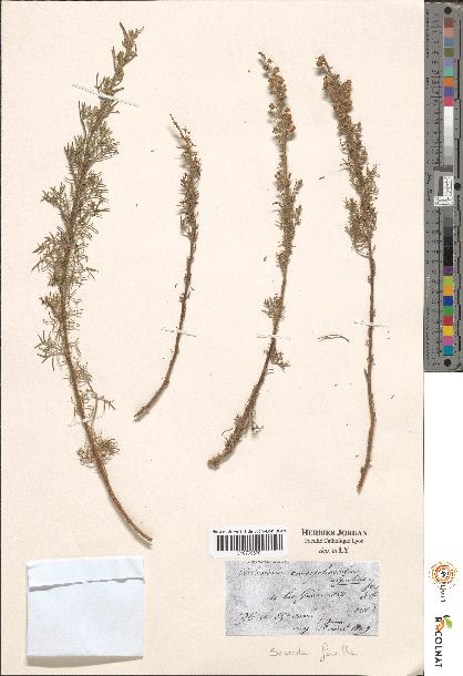 spécimen de Artemisia sp.