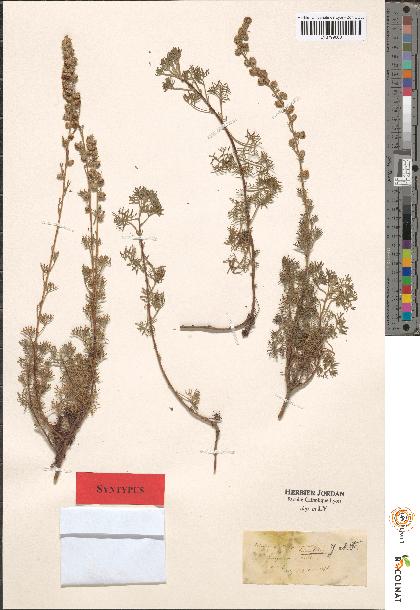 spécimen de Artemisia sp.