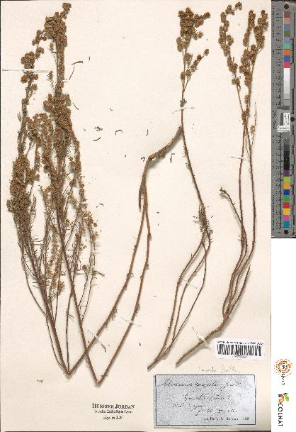 spécimen de Artemisia sp.