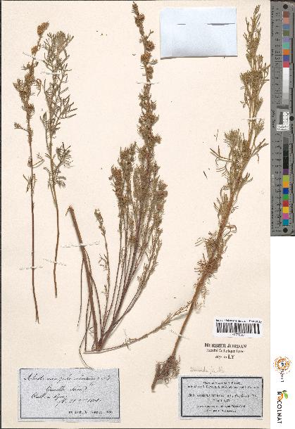 spécimen de Artemisia sp.