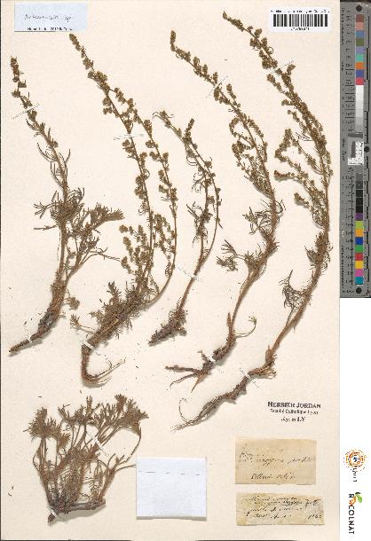 spécimen de Artemisia sp.