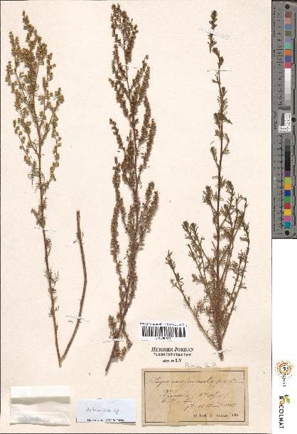 spécimen de Artemisia sp.