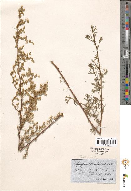 spécimen de Artemisia sp.