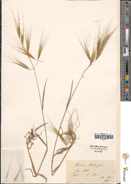 spécimen de Bromus sp.