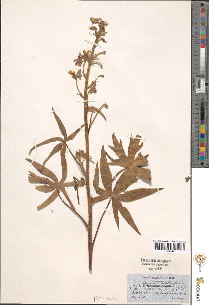 spécimen de Delphinium sp.