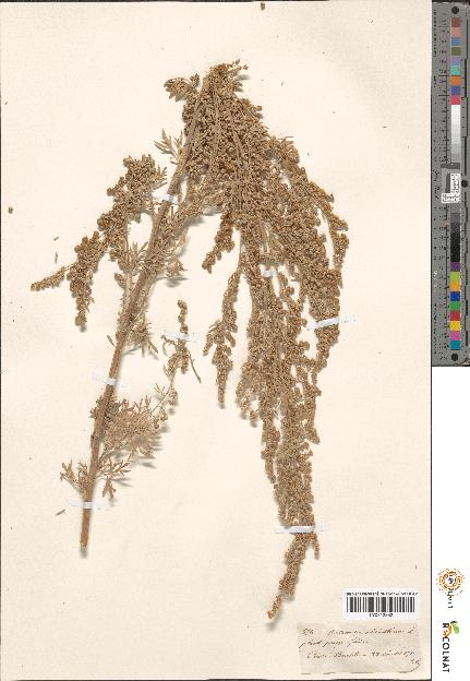 spécimen de Artemisia sp.