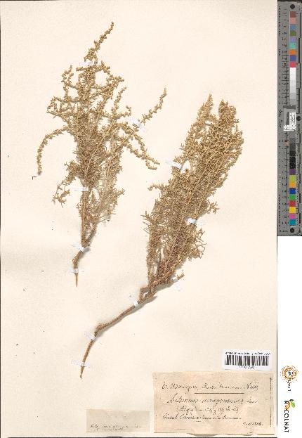 spécimen de Artemisia sp.