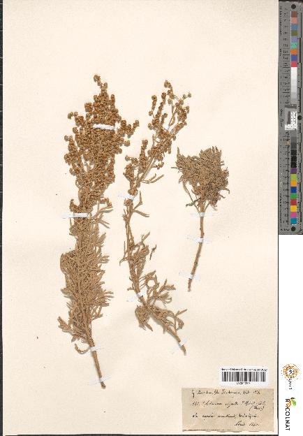 spécimen de Artemisia sp.