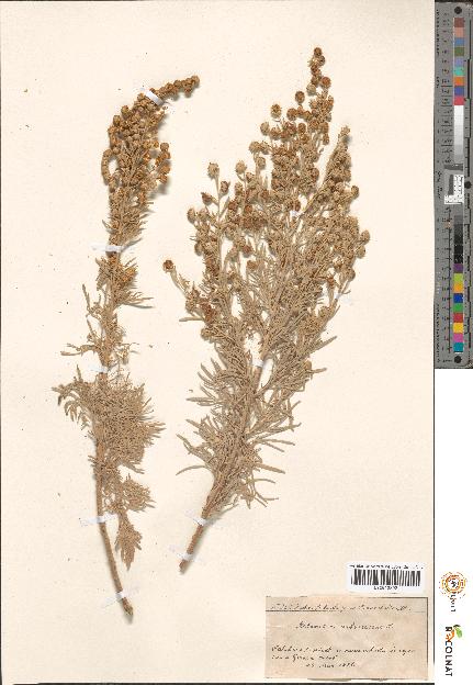 spécimen de Artemisia sp.