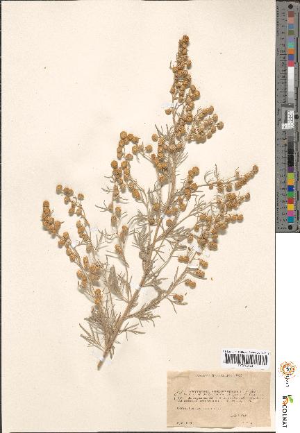 spécimen de Artemisia sp.