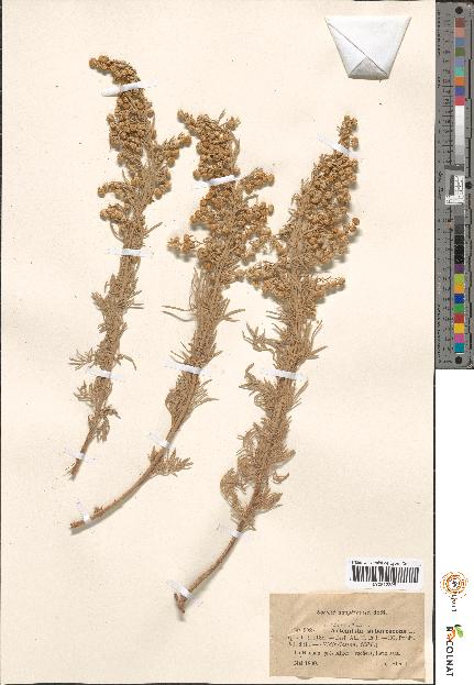 spécimen de Artemisia sp.