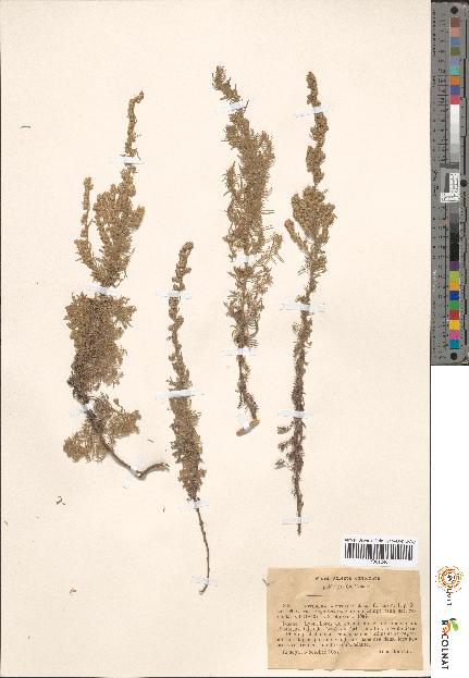 spécimen de Artemisia sp.