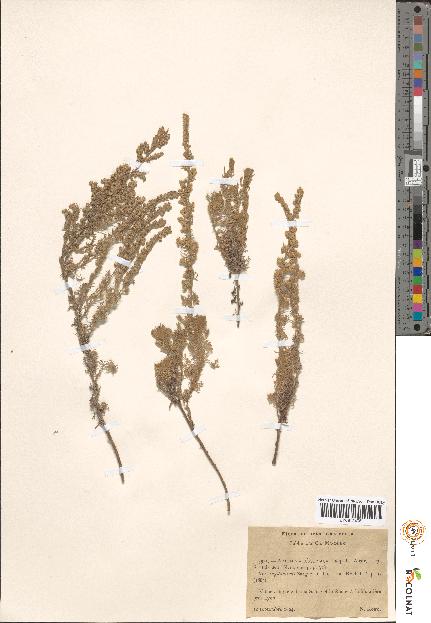 spécimen de Artemisia sp.