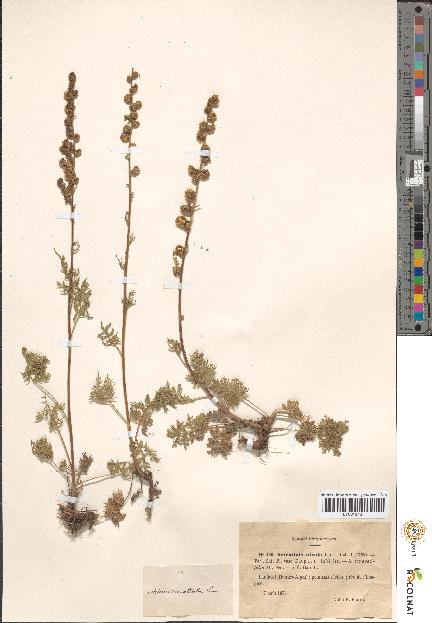 spécimen de Artemisia sp.