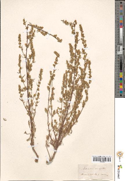 spécimen de Artemisia sp.