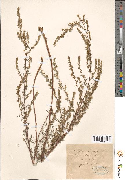 spécimen de Artemisia sp.