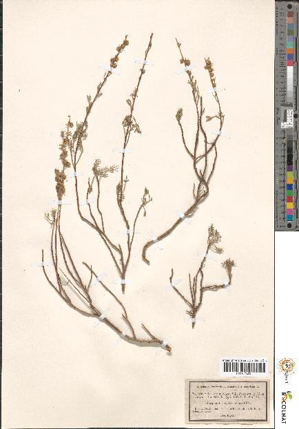 spécimen de Artemisia sp.