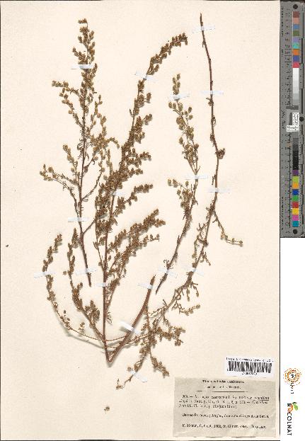 spécimen de Artemisia sp.