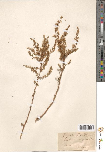 spécimen de Artemisia sp.