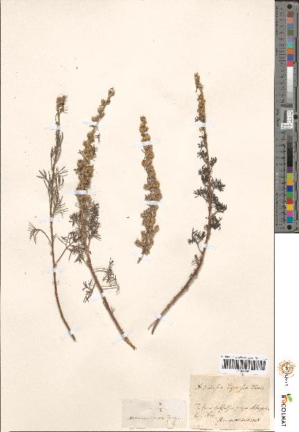 spécimen de Artemisia sp.