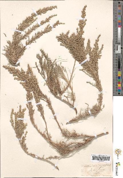 spécimen de Artemisia sp.