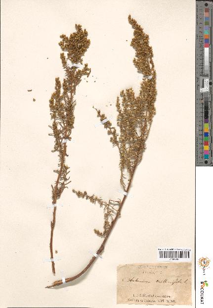 spécimen de Artemisia sp.