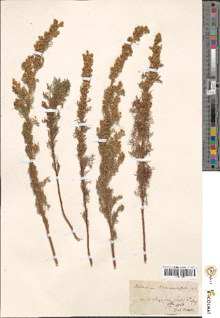 spécimen de Artemisia sp.